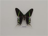 藏品(燕蛾科)的圖片